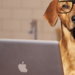 The 10 Smartest Dog Breeds