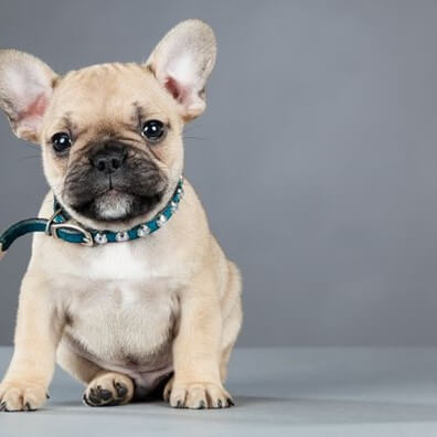 French Bulldogs