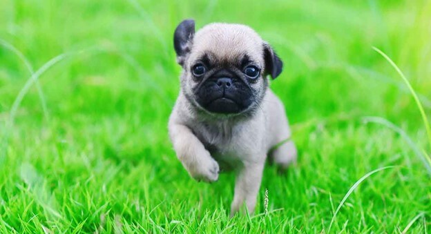 pug