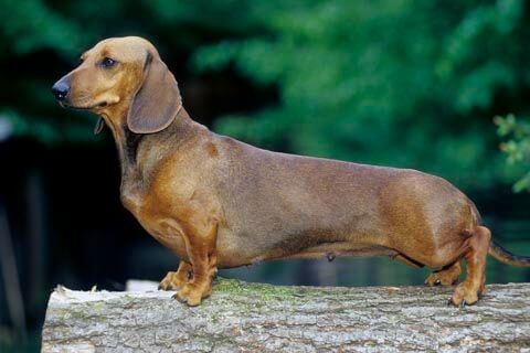 Dachshund