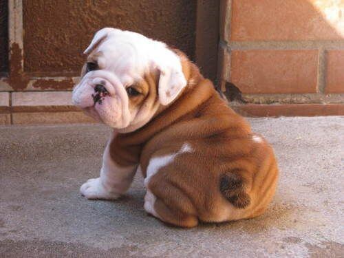 British Bulldog